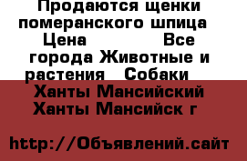 Продаются щенки померанского шпица › Цена ­ 45 000 - Все города Животные и растения » Собаки   . Ханты-Мансийский,Ханты-Мансийск г.